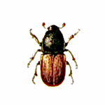 ağaç kurdu ilaçlama