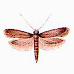 güve ilaçlama
