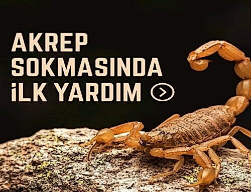 Akrep Sokmasında İlk Yardım